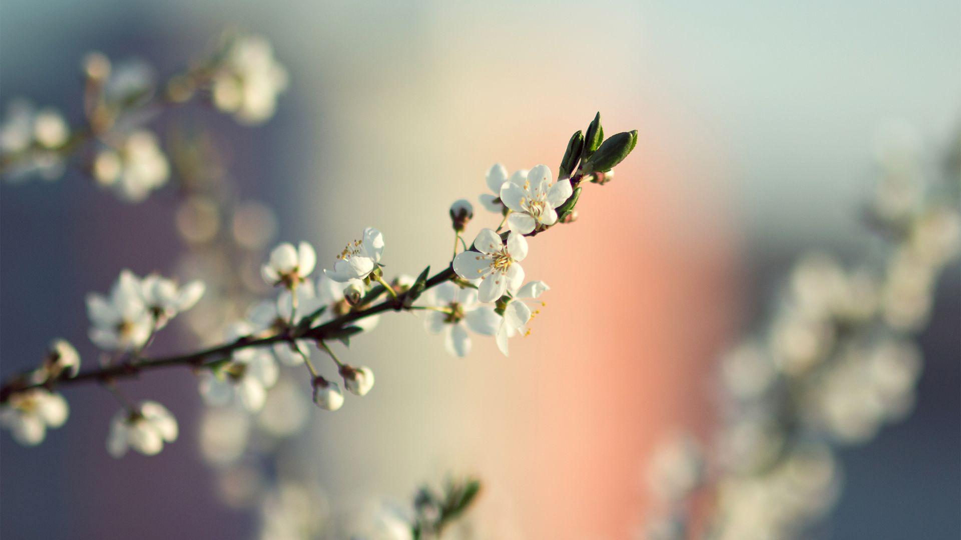 Spring Flowers Photography photo of Feel Spring Atmosphere All