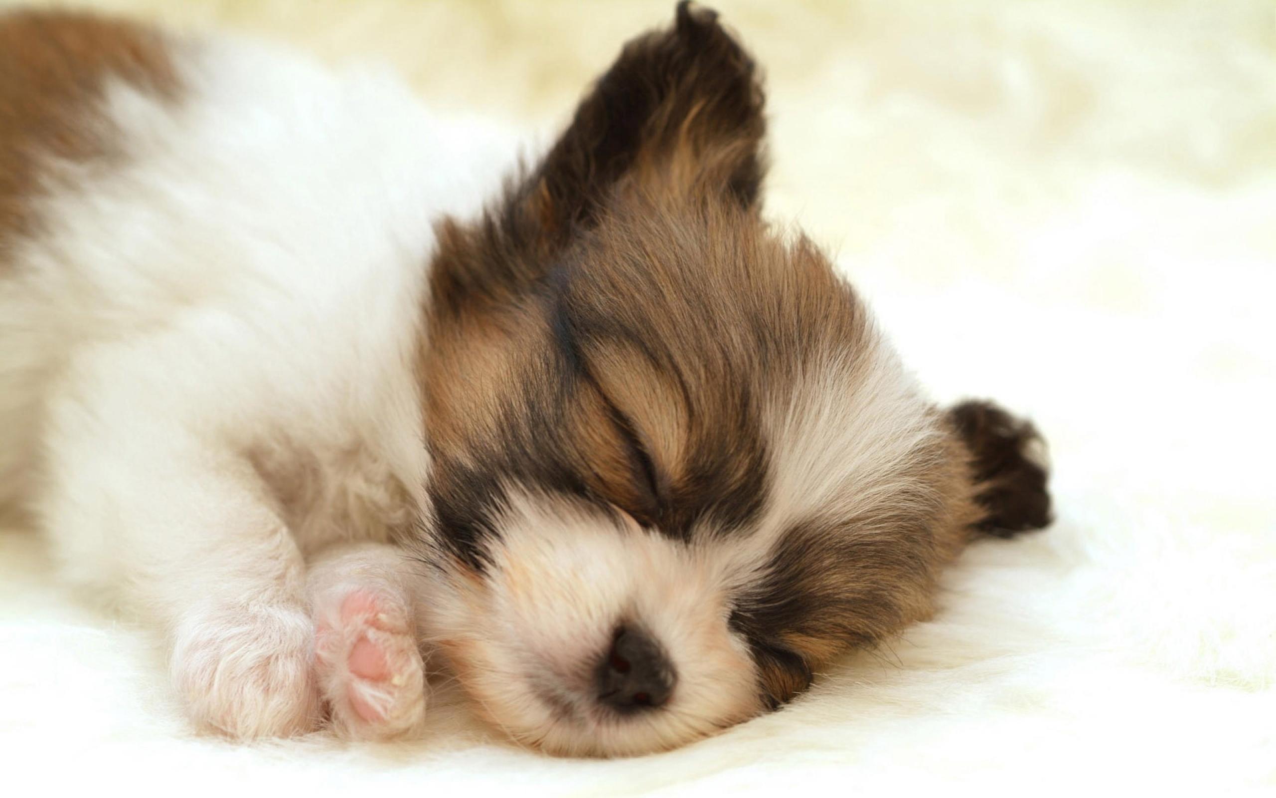Wallpapers Puppy Dog Sleep Free Backgrounds Desk Wallpapers