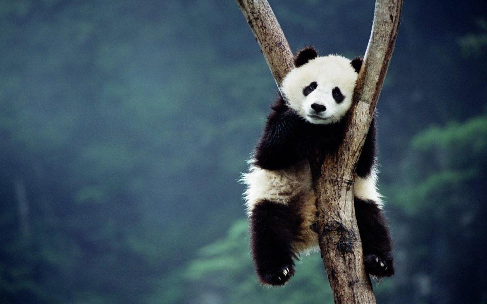 AmazingPict.com. Cute Panda Bears Wallpaper High Resolution