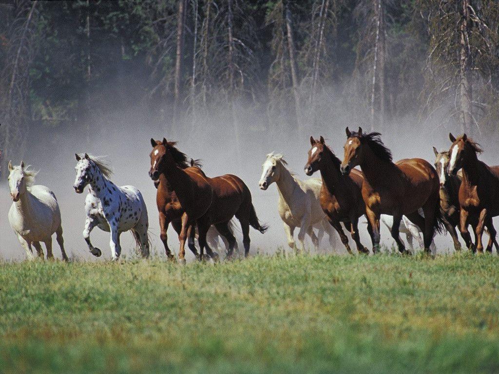 Running Horse HD Wallpaper Download. High Quality Wallpaper