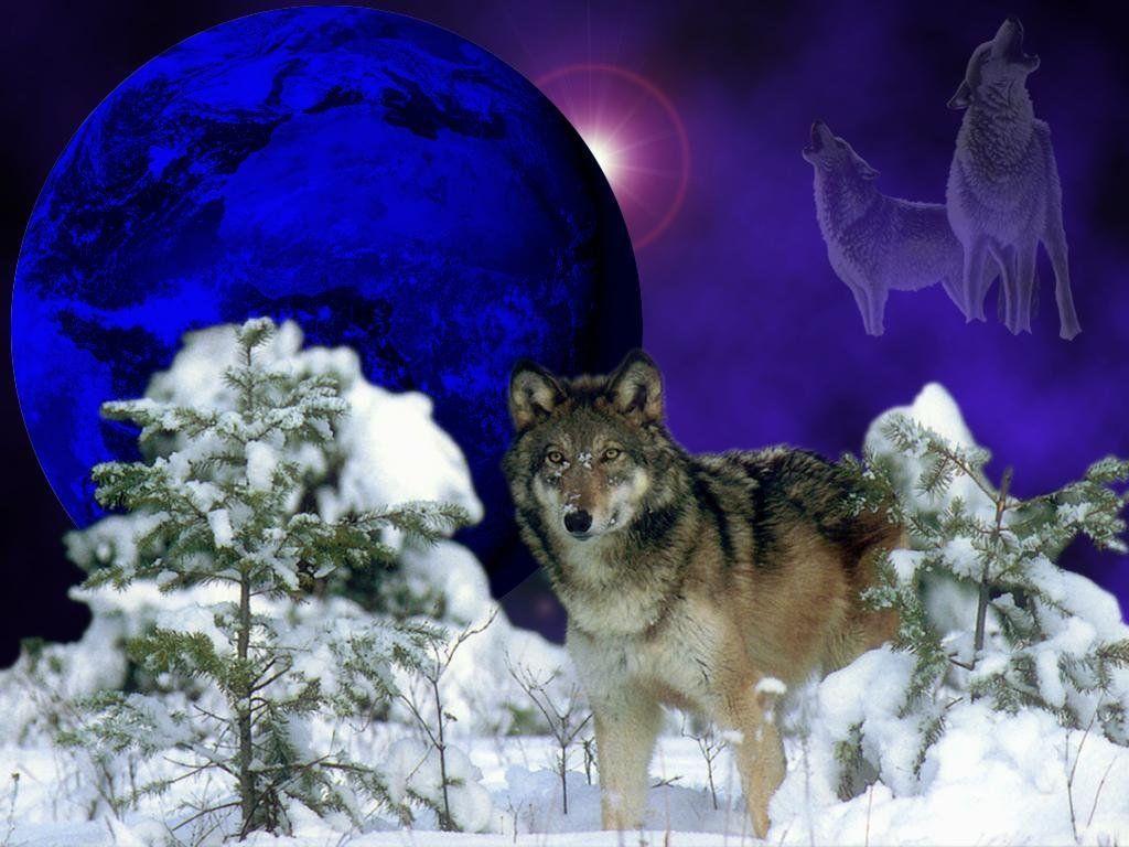 wolf howling