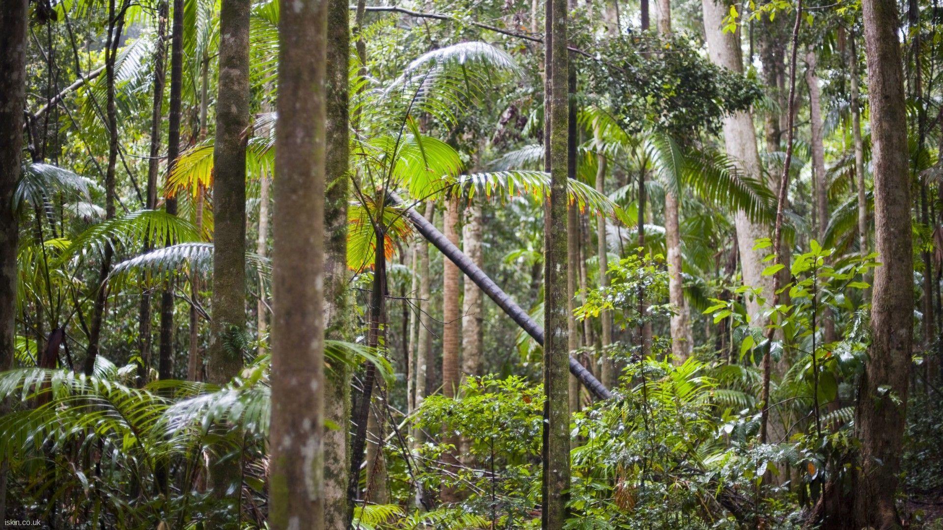Rainforest Background Wallpaper