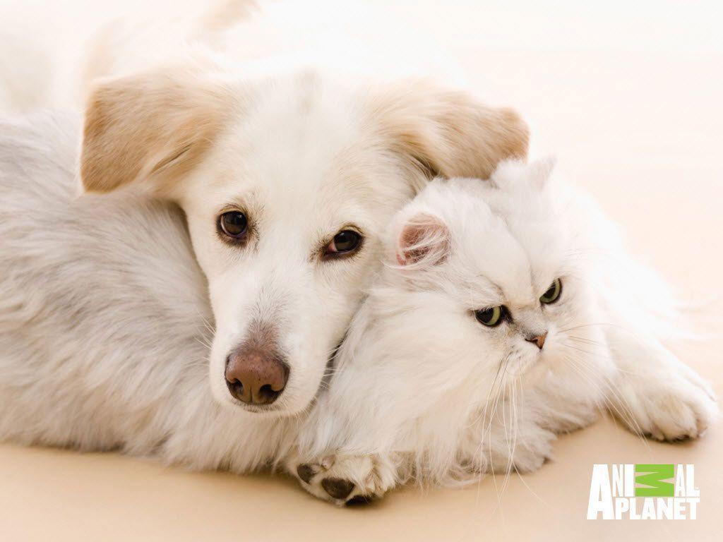 Animals For > Dog And Cat Wallpaper