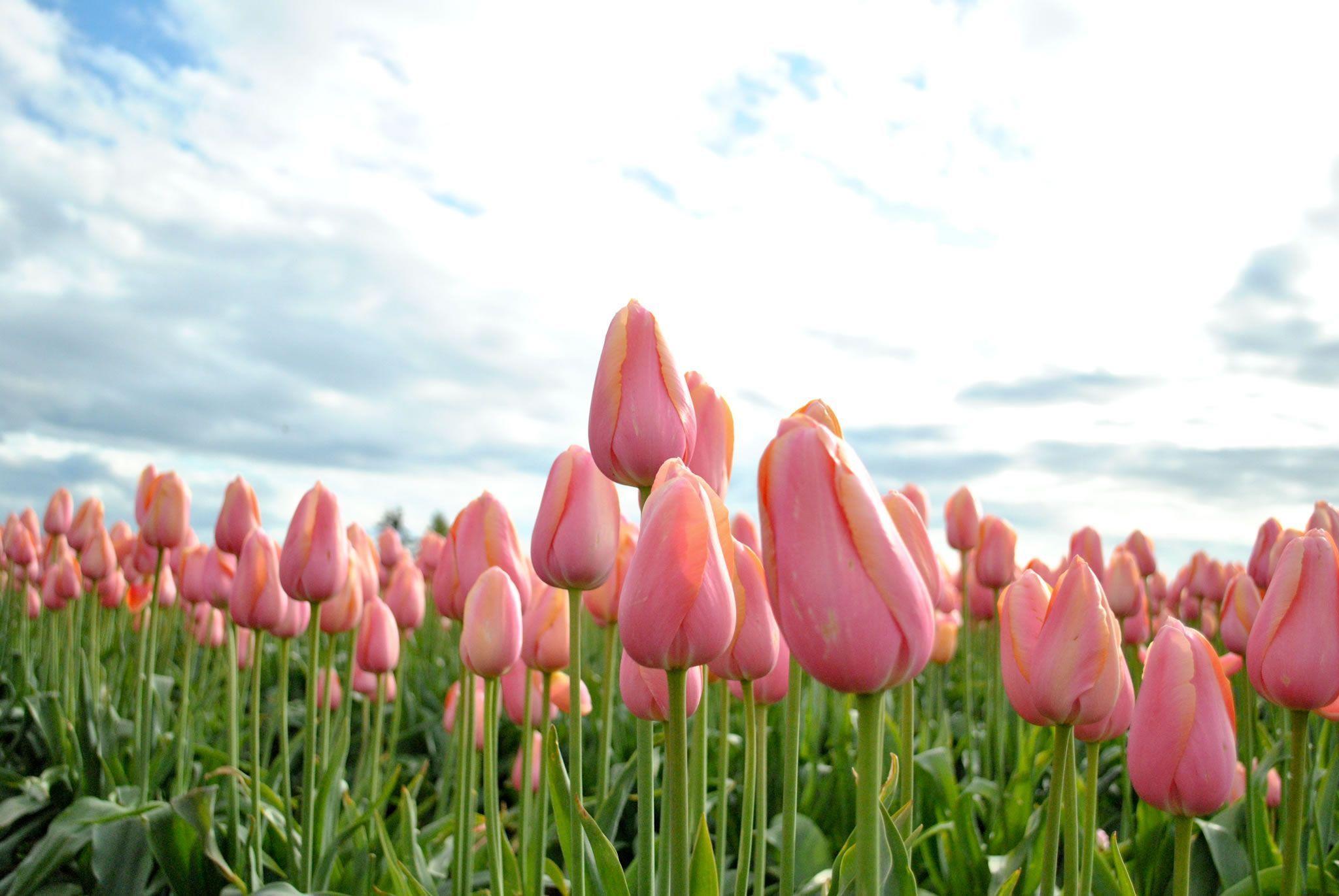 Dark Pink Tulips In Background