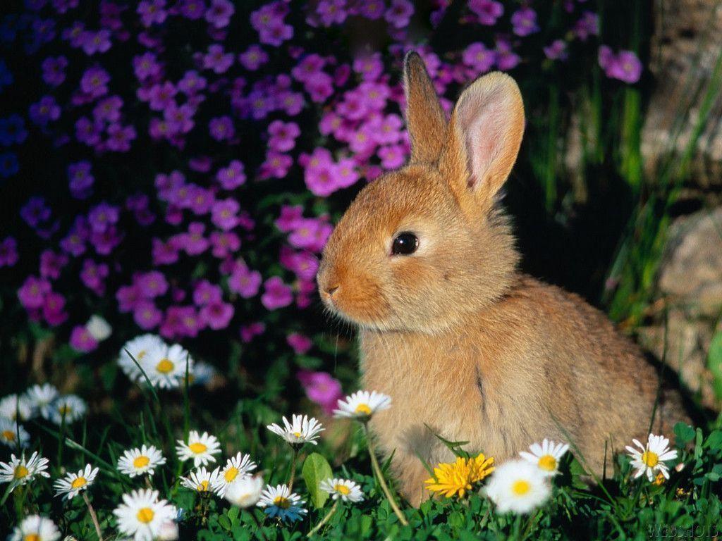 Cute Easter Bunny Background Image & Picture