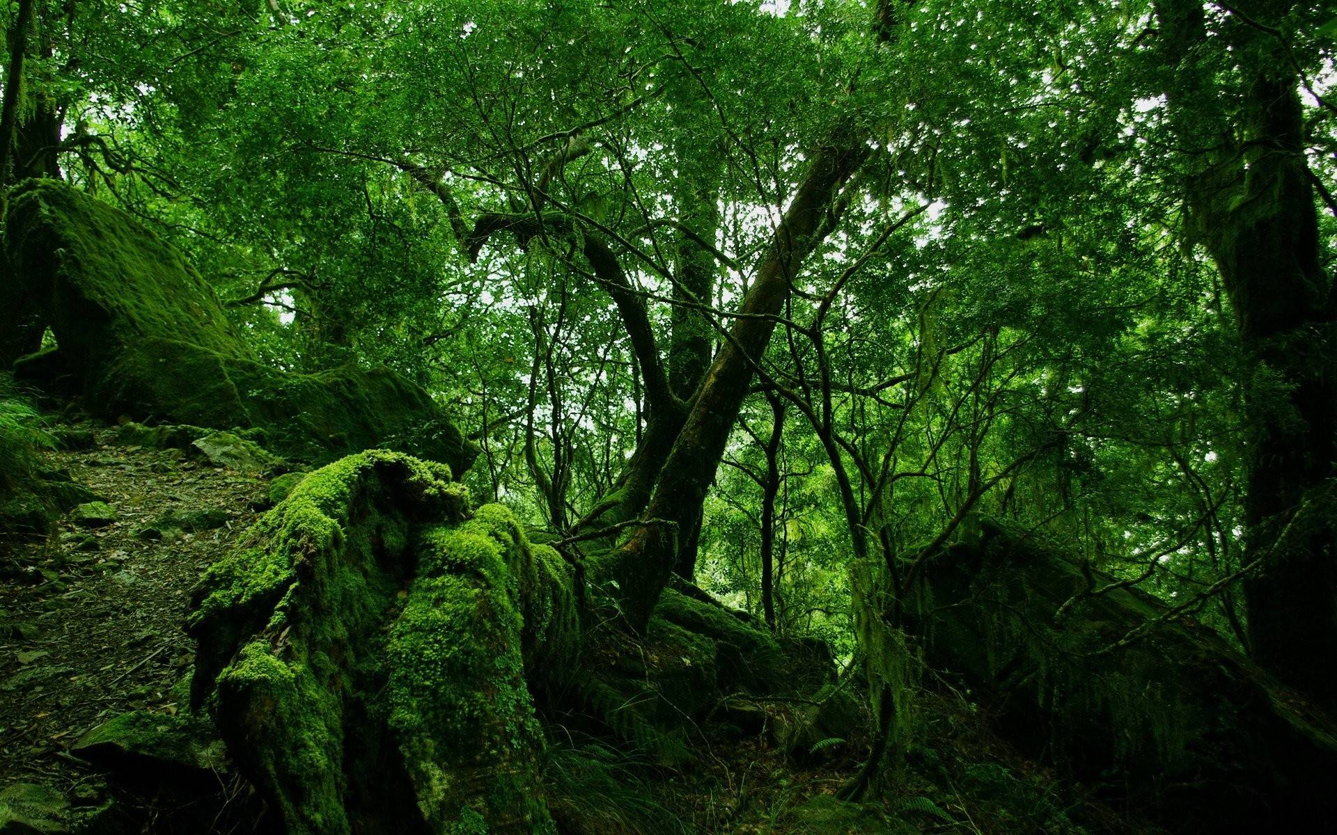 Green Forest Wallpaper Full HD