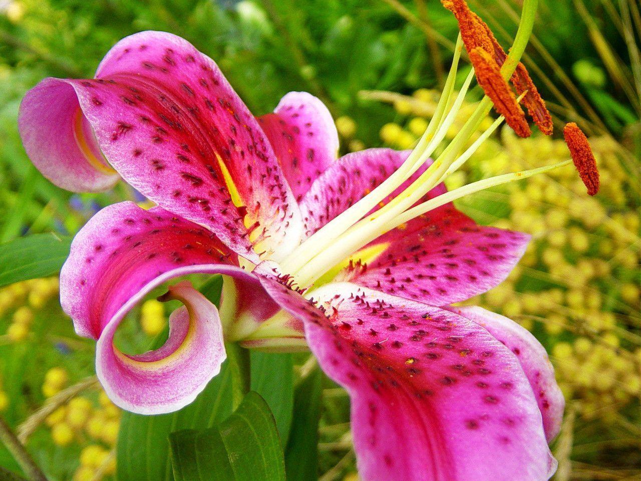 Lily Stargazer Top Flowers