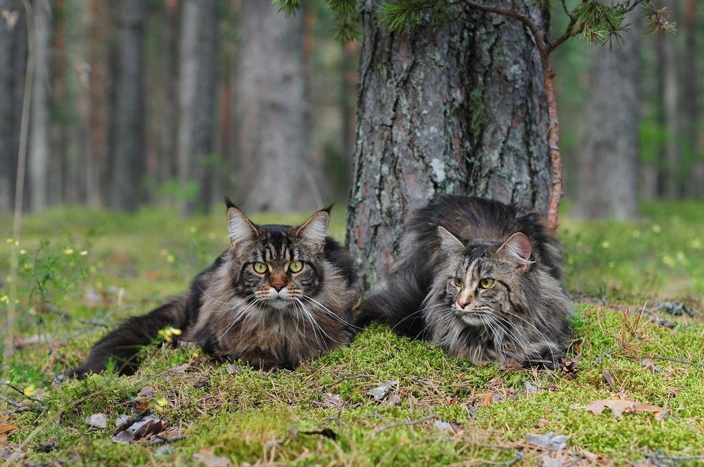 Maine Coon Cat Forest Cats Top Full Wallpaper For Background Free