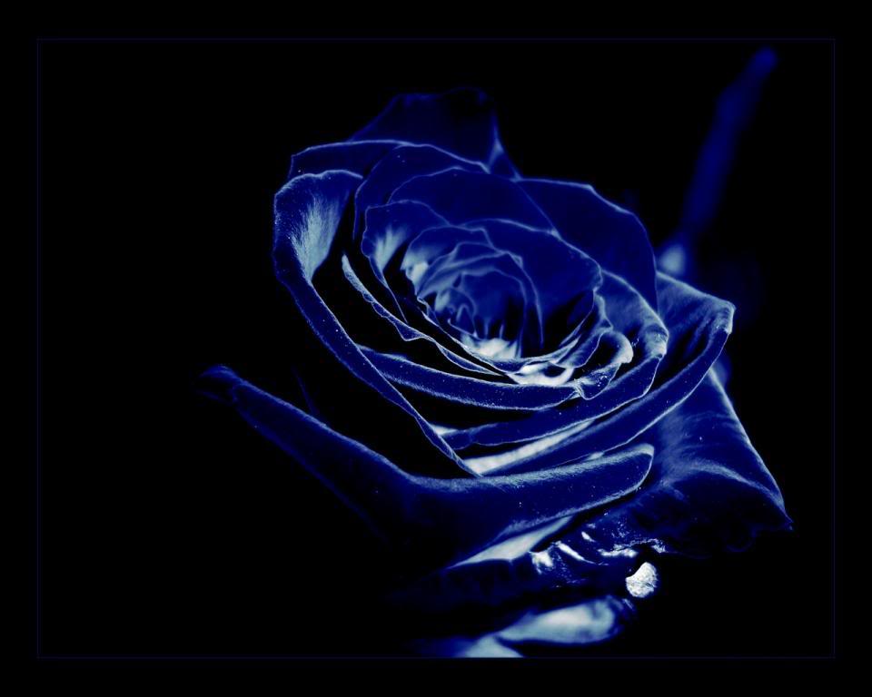 Blue Roses Backgrounds - Wallpaper Cave