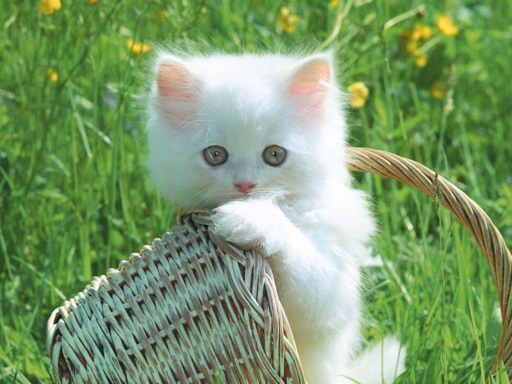 Funny Cats and Kittens White HD Wallpaper Wallpaper. HD
