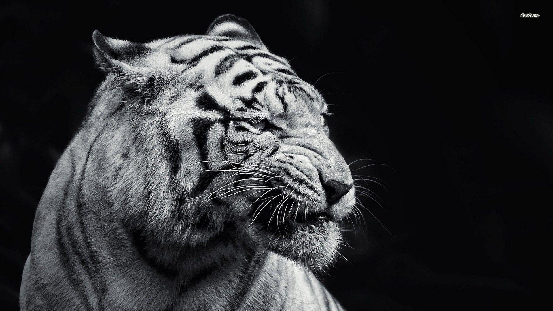 Black and white tiger wallpaper wallpaper