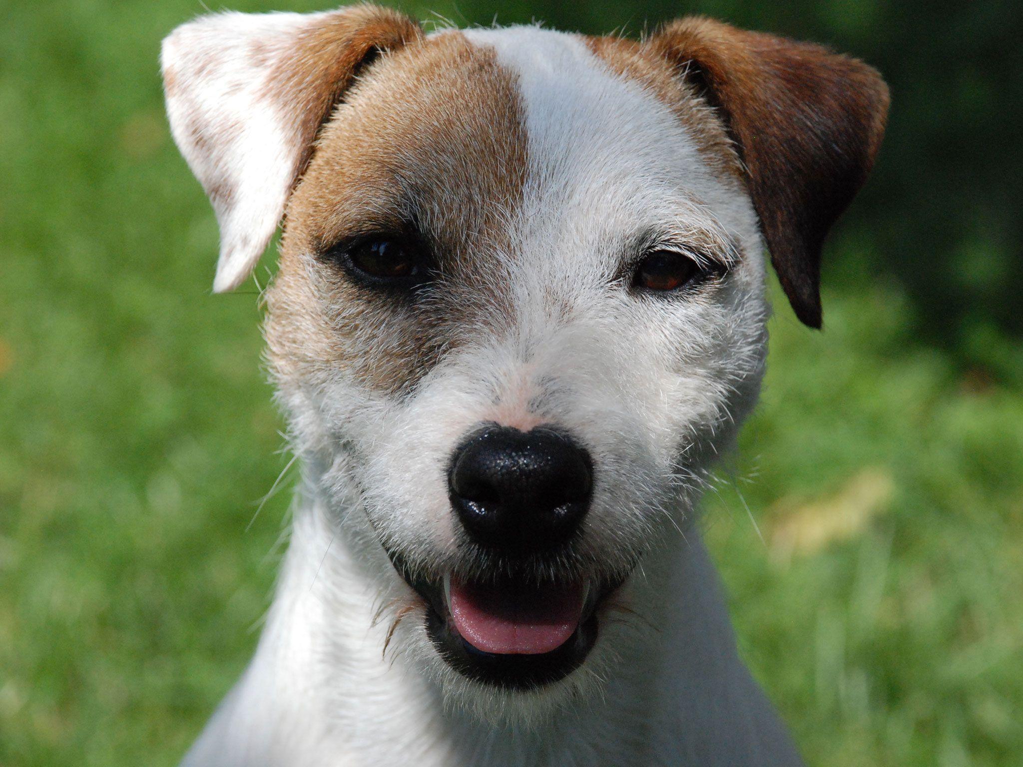 Jack Russell terrier is smiling wallpaper
