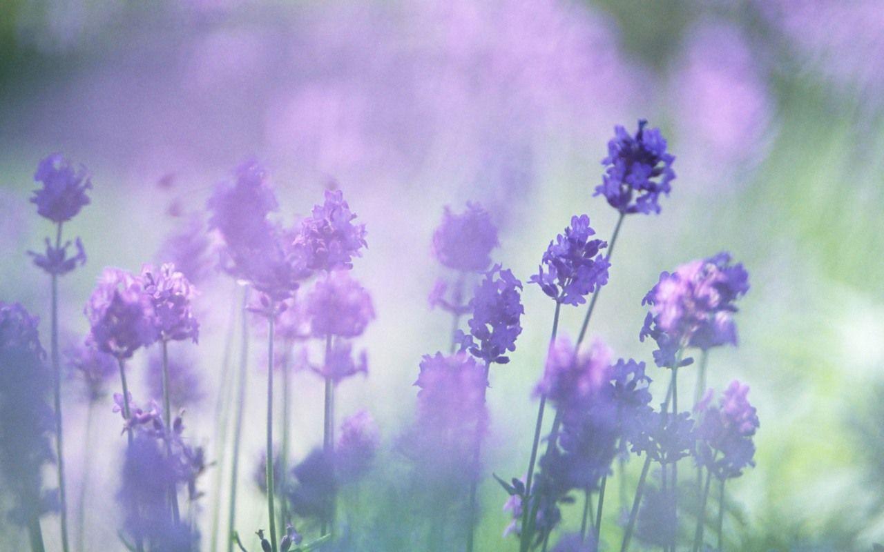 Soft Focus Flower Photography (Vol.03), Pure Sweet Wideflowers