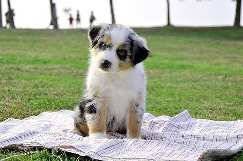Flickriver: Dk&;s Aussie life&;s photo tagged with australianshepherd