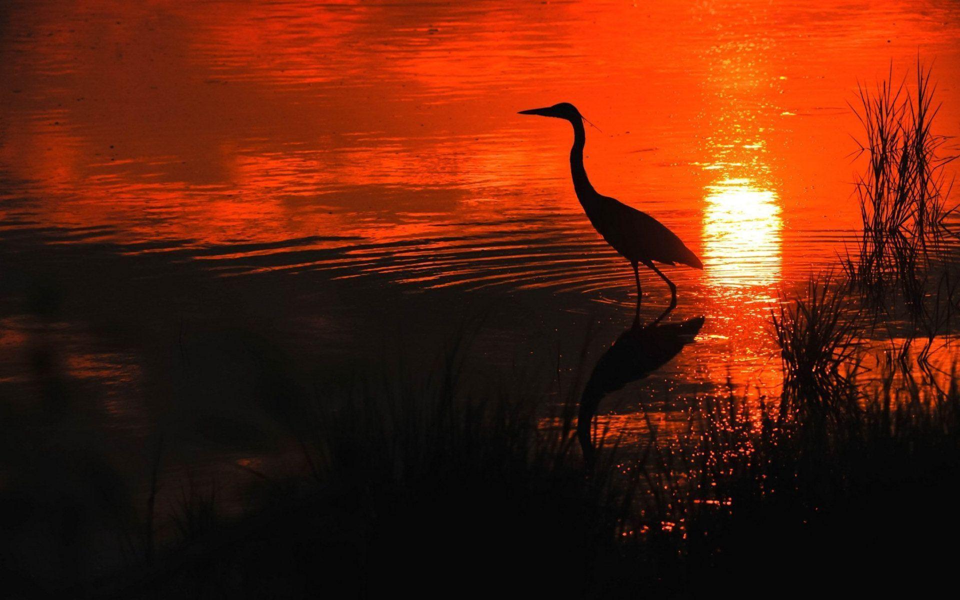 HD Beautiful Heron In Orange Sunset Wallpaper