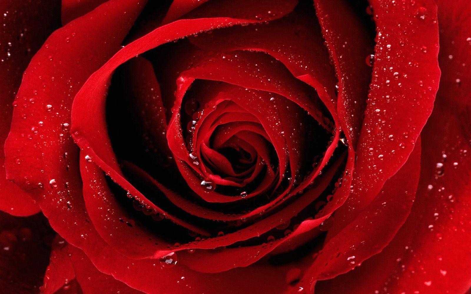 Red Rose Wallpaper