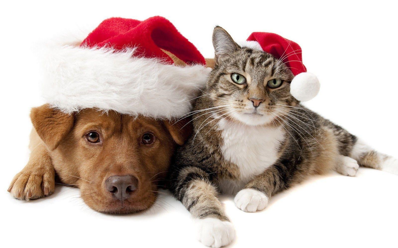 Christmas Wallpaper With A Cat And A Dog Wearing Christmas Hats Hd