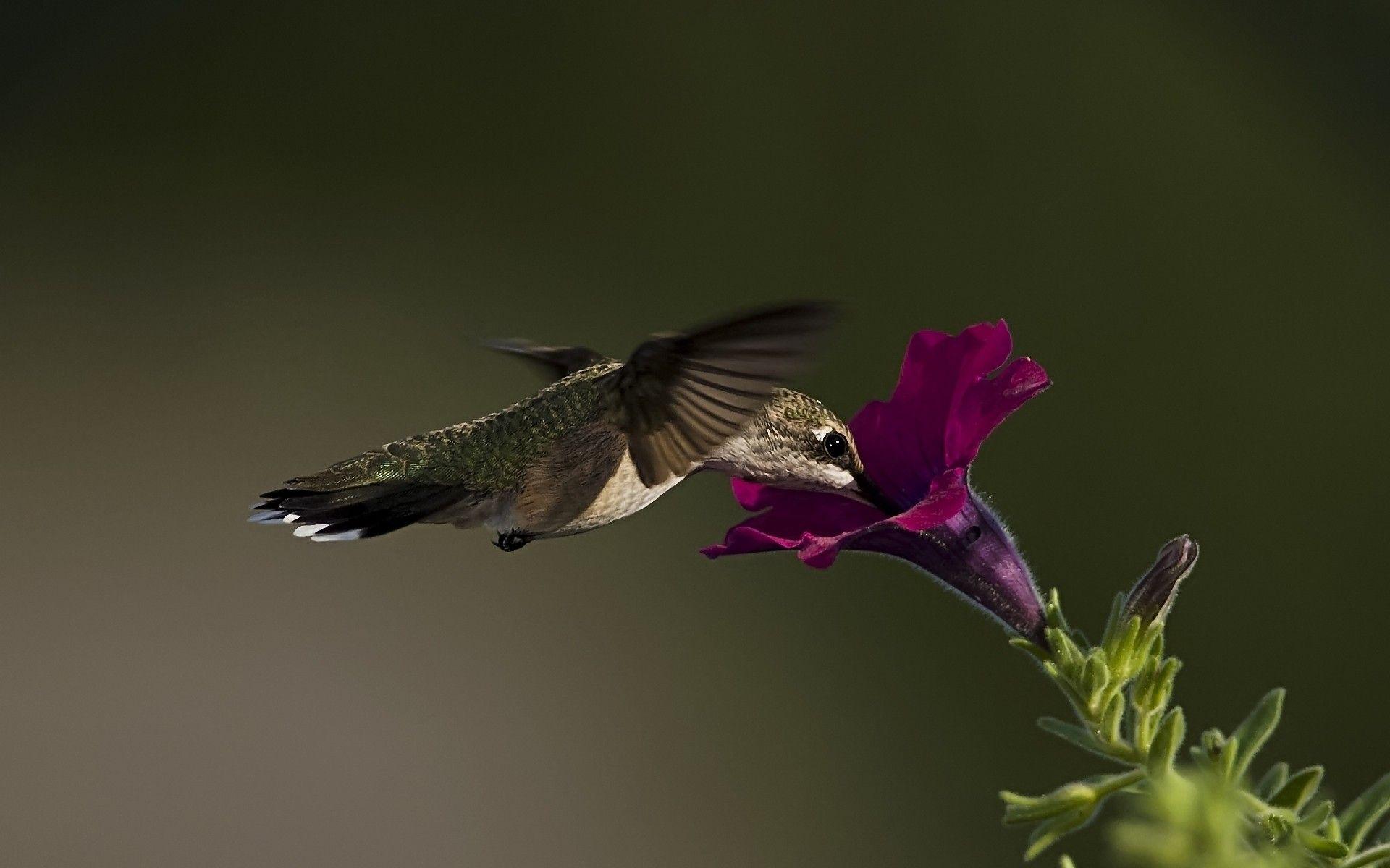 Hummingbird HD wallpaper image. Birds HD wallpaper