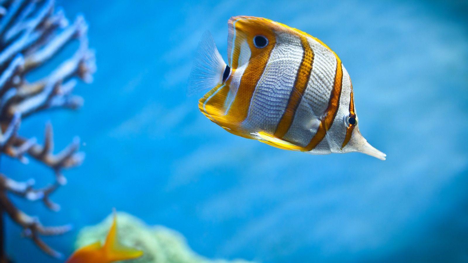 Copperband Butterfly Fish Wallpaper