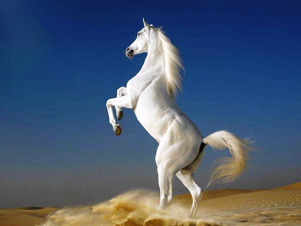 Download Get Free White Horse Wallpaper 1024x768. HD Wallpaper