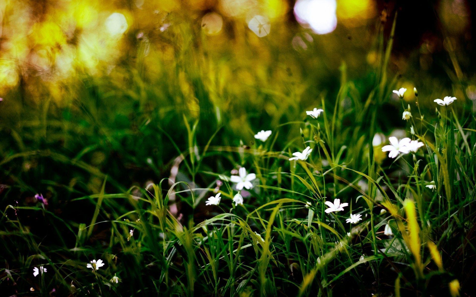 Small white flowers in the grass wallpaper 1920x1200 px