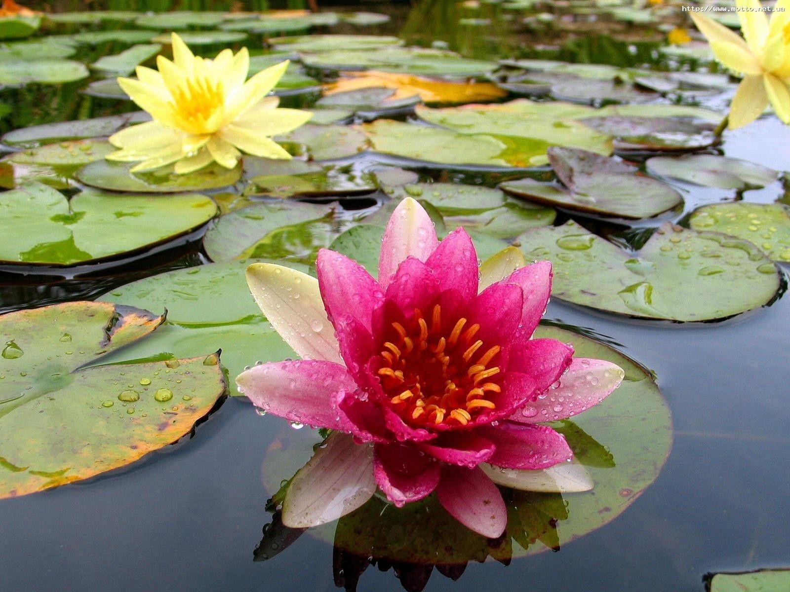 The Image of Flowers Lily Pads Water Lilies Yellow Flowers Pink