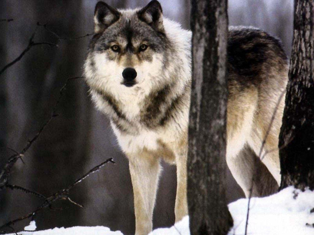 image For > Alaskan Timber Wolf Size