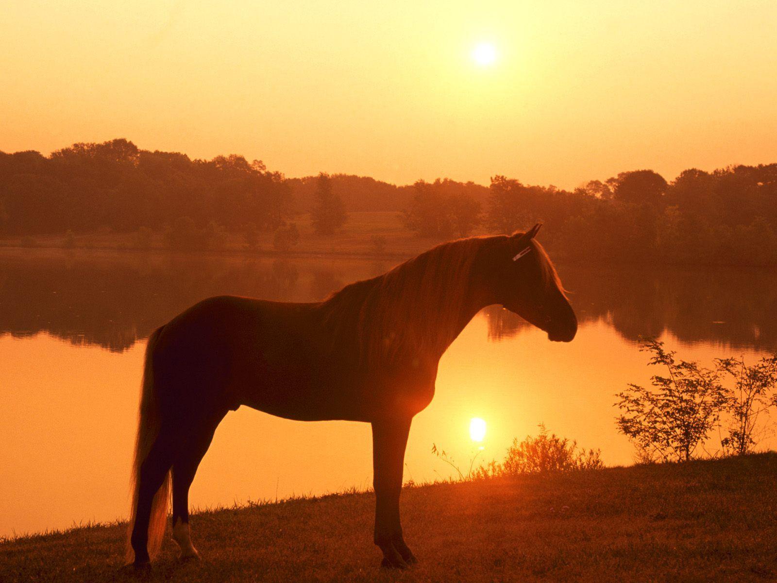 Desktop background // Animal Life // All Animals // France Horse
