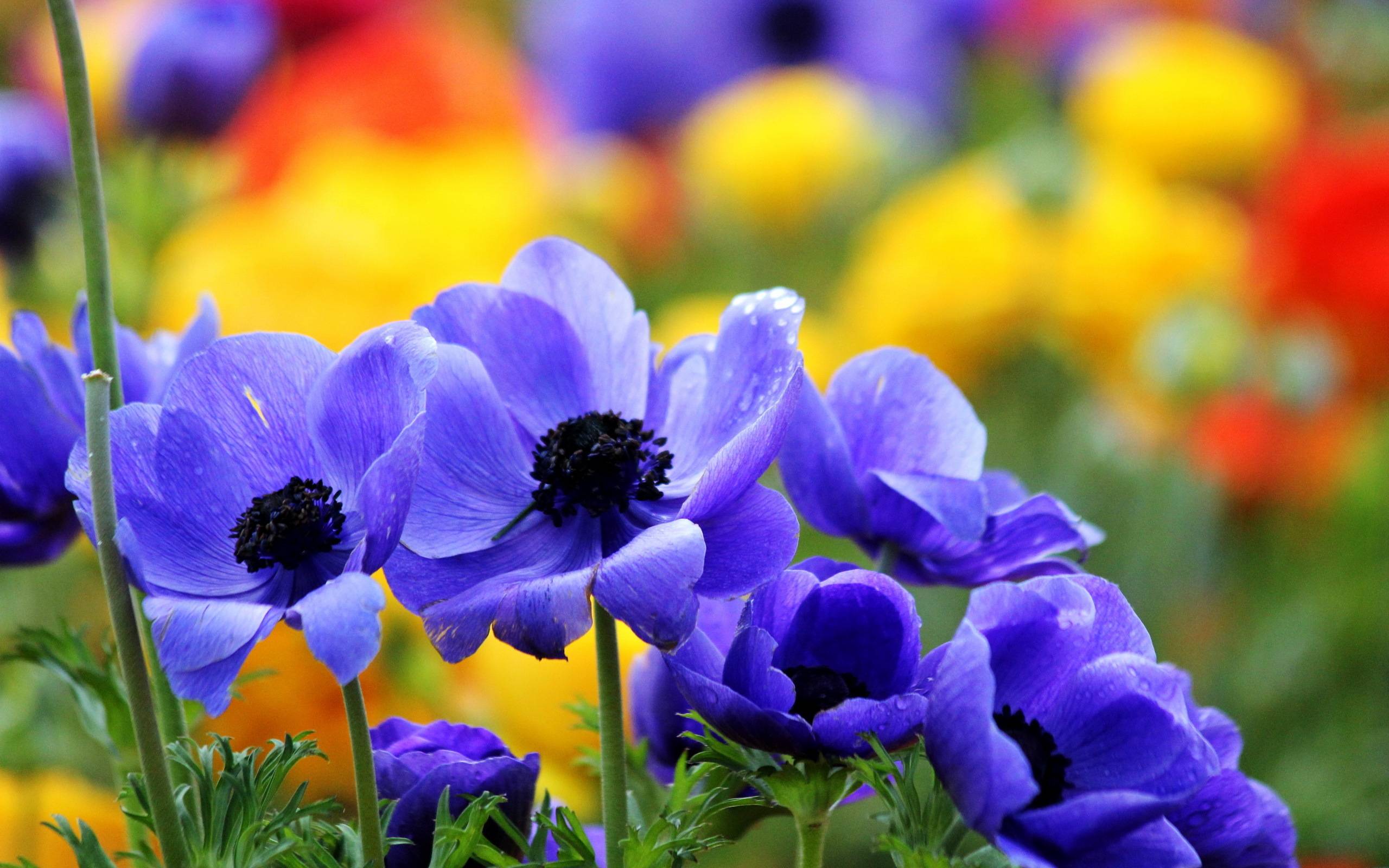 Download Pretty Flowers Background 9127 2560x1600 px High