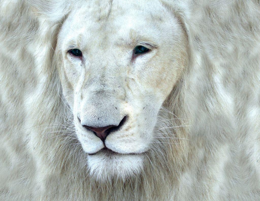 White Lions Wallpapers - Wallpaper Cave