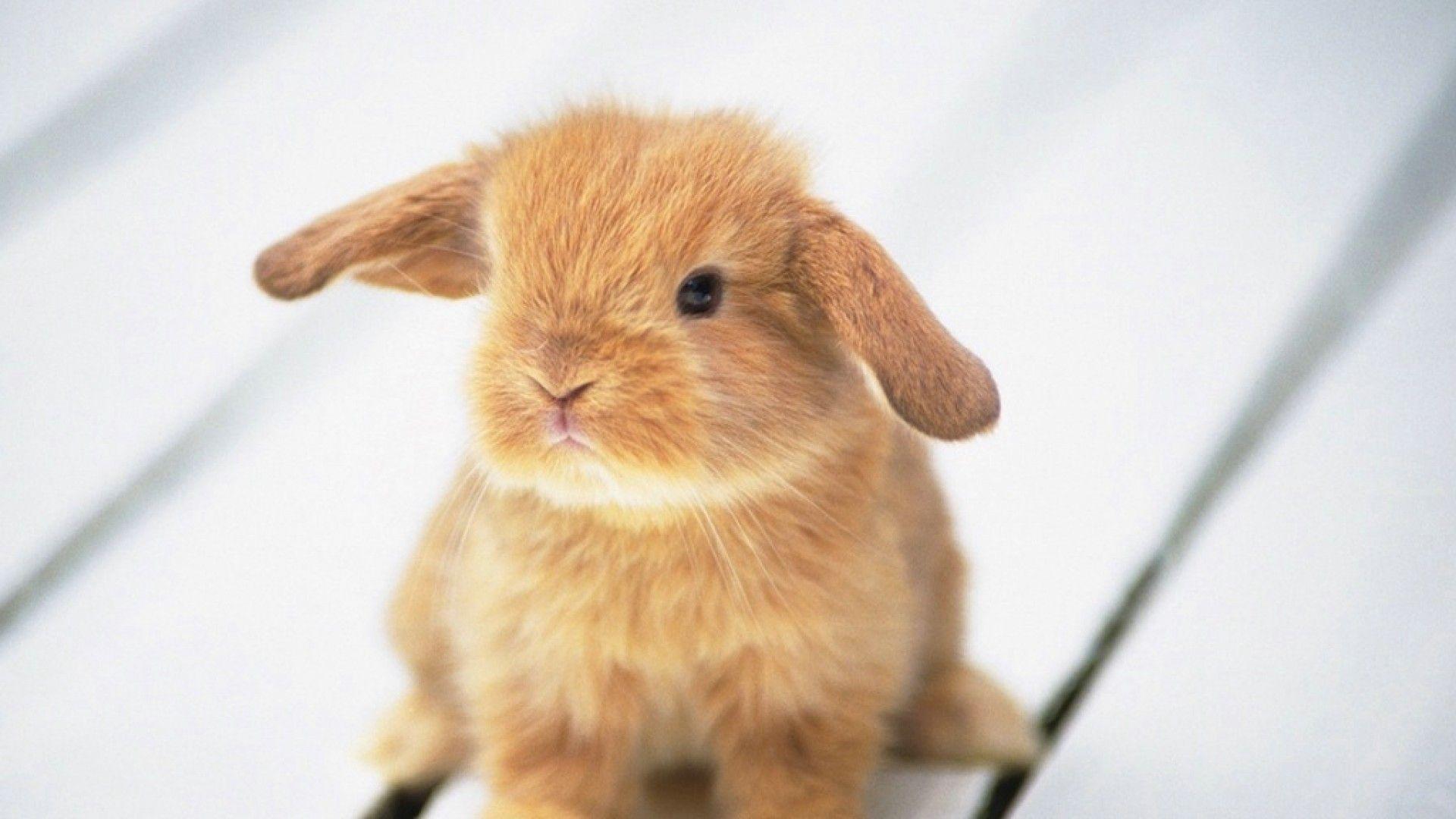 cute rabbit bunny wallpaper. HD Wallpaper P