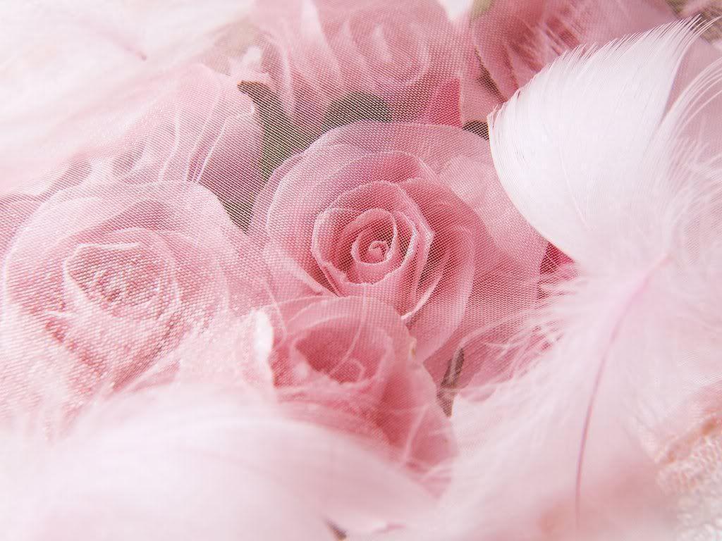 Rose Background 92 366487 High Definition Wallpaper. wallalay