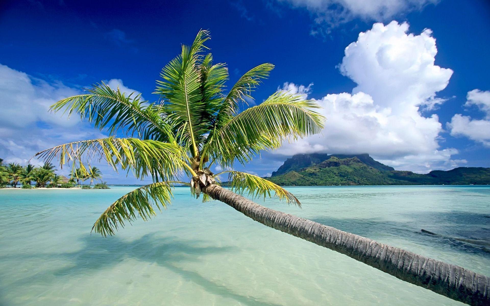 Tropical Background Wallpaper