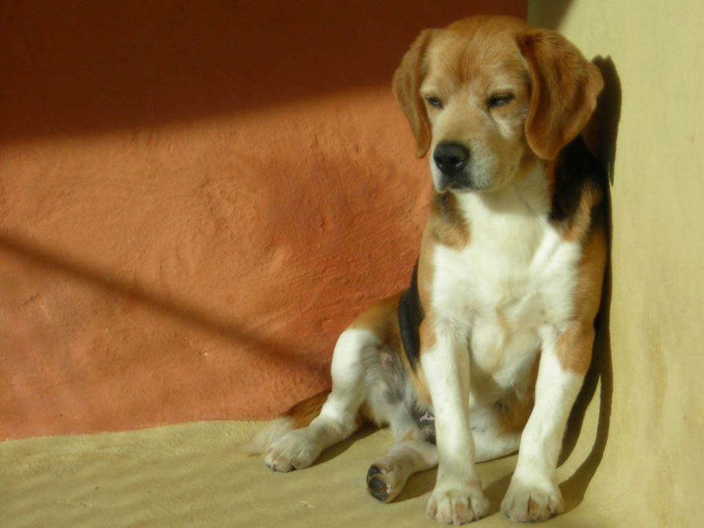 Cute Beagle Puppy Wallpaper