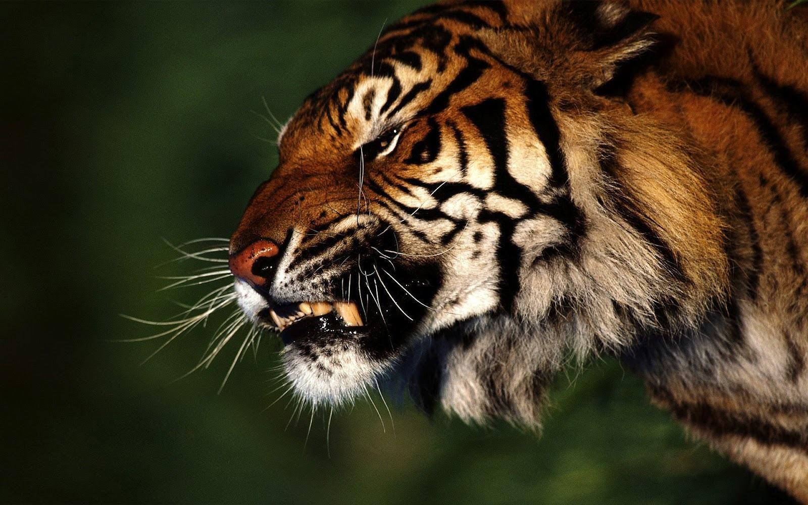 Angry rough tiger jungle awesome 2012 download wallpaper HD Wall