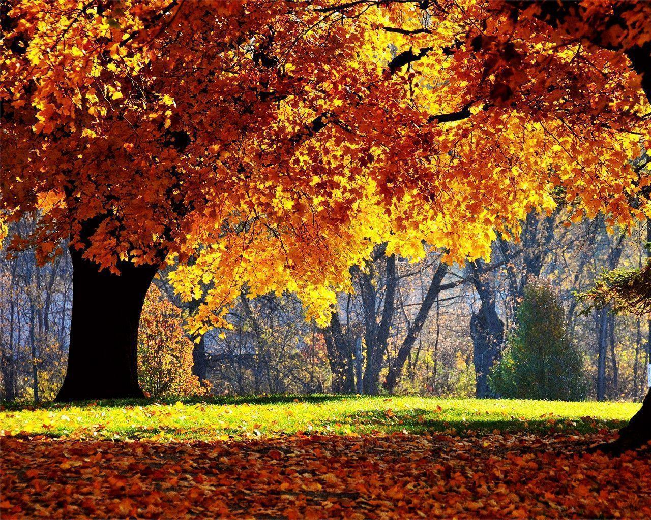 free autumn desktop wallpaper