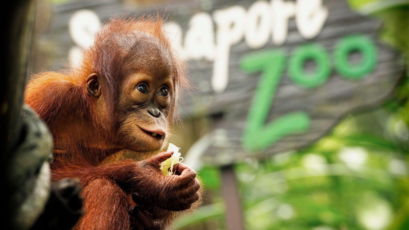 Baby Orangutan Wallpaper Image & Picture