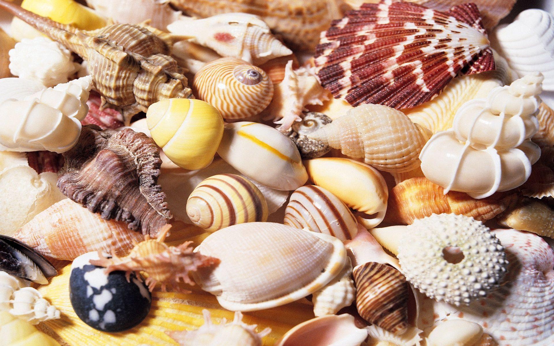 Seashell Backgrounds - Wallpaper Cave