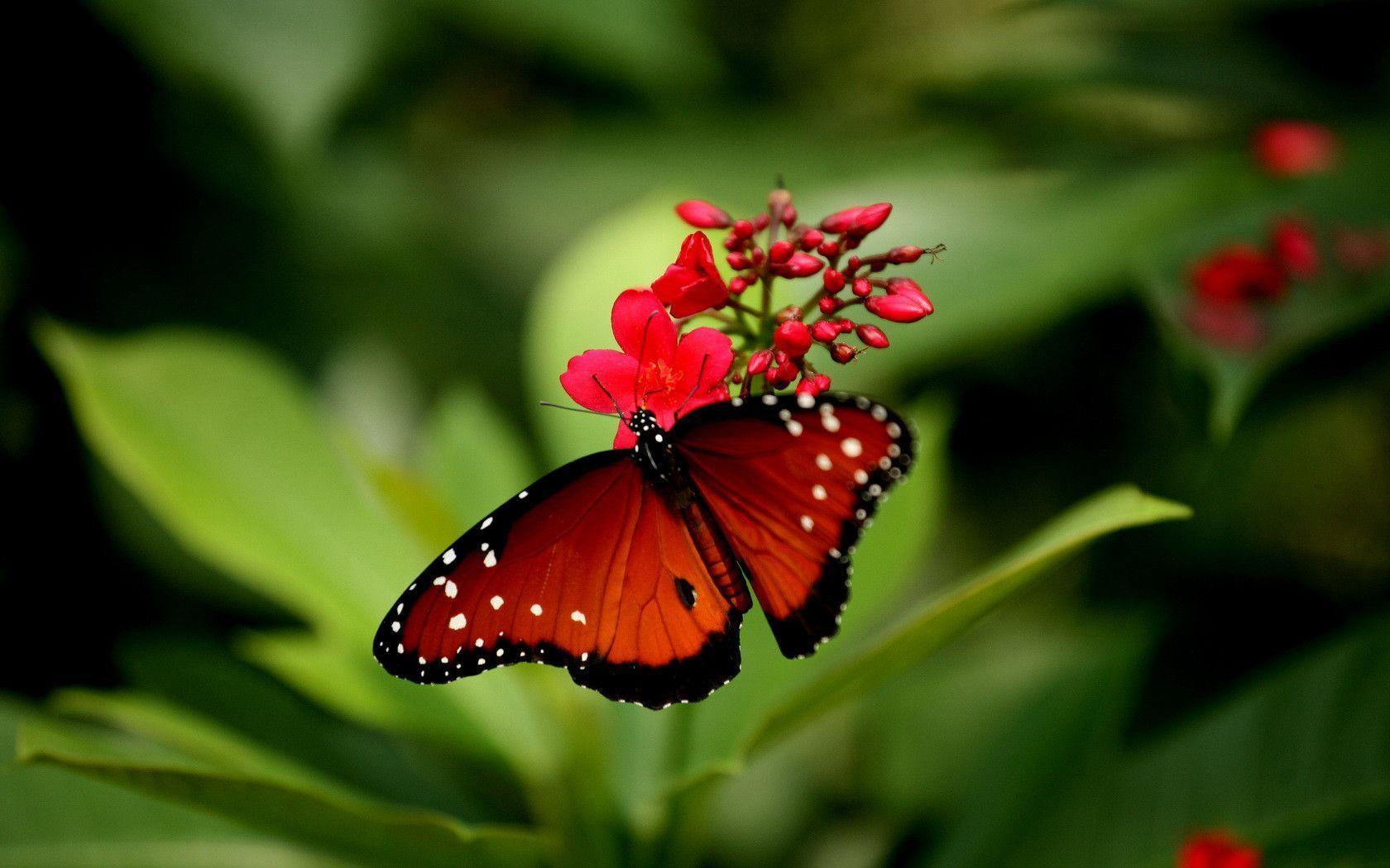 Red Butterfly wallpaperx1050