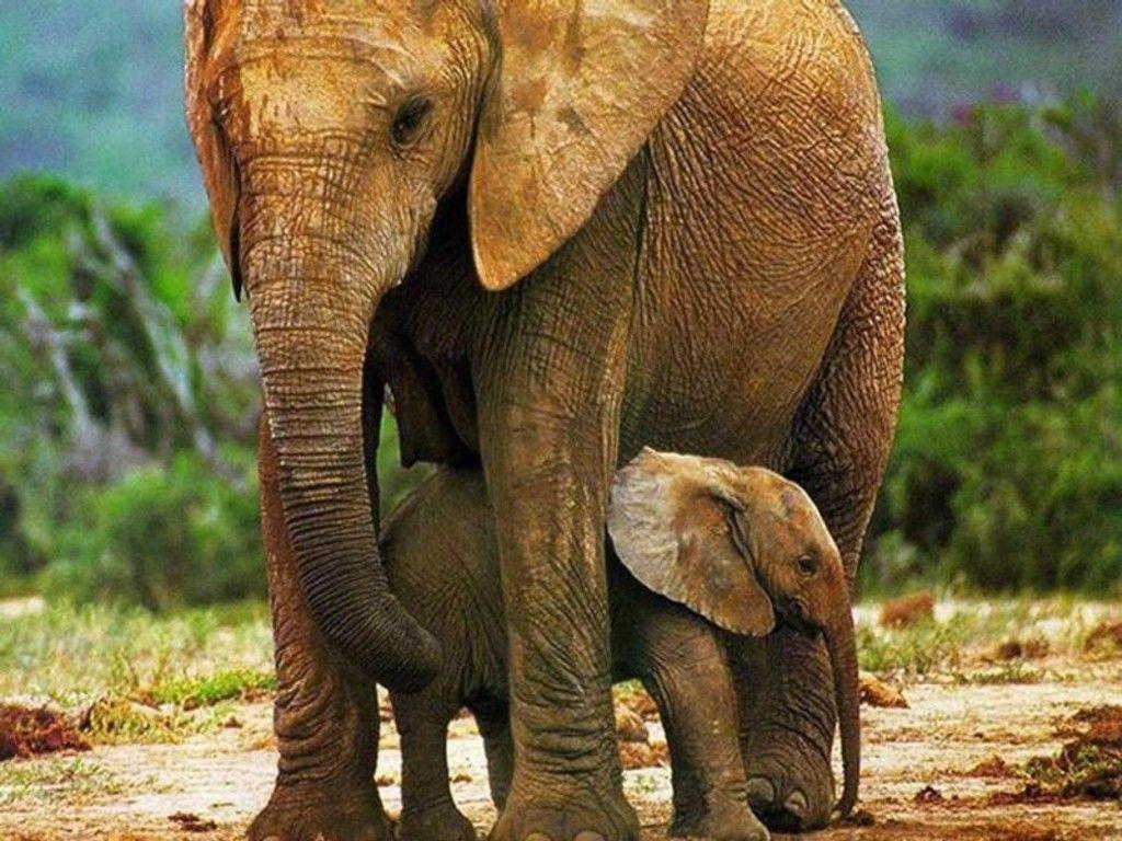 Baby Elephant Wallpapers - Wallpaper Cave - photo#23
