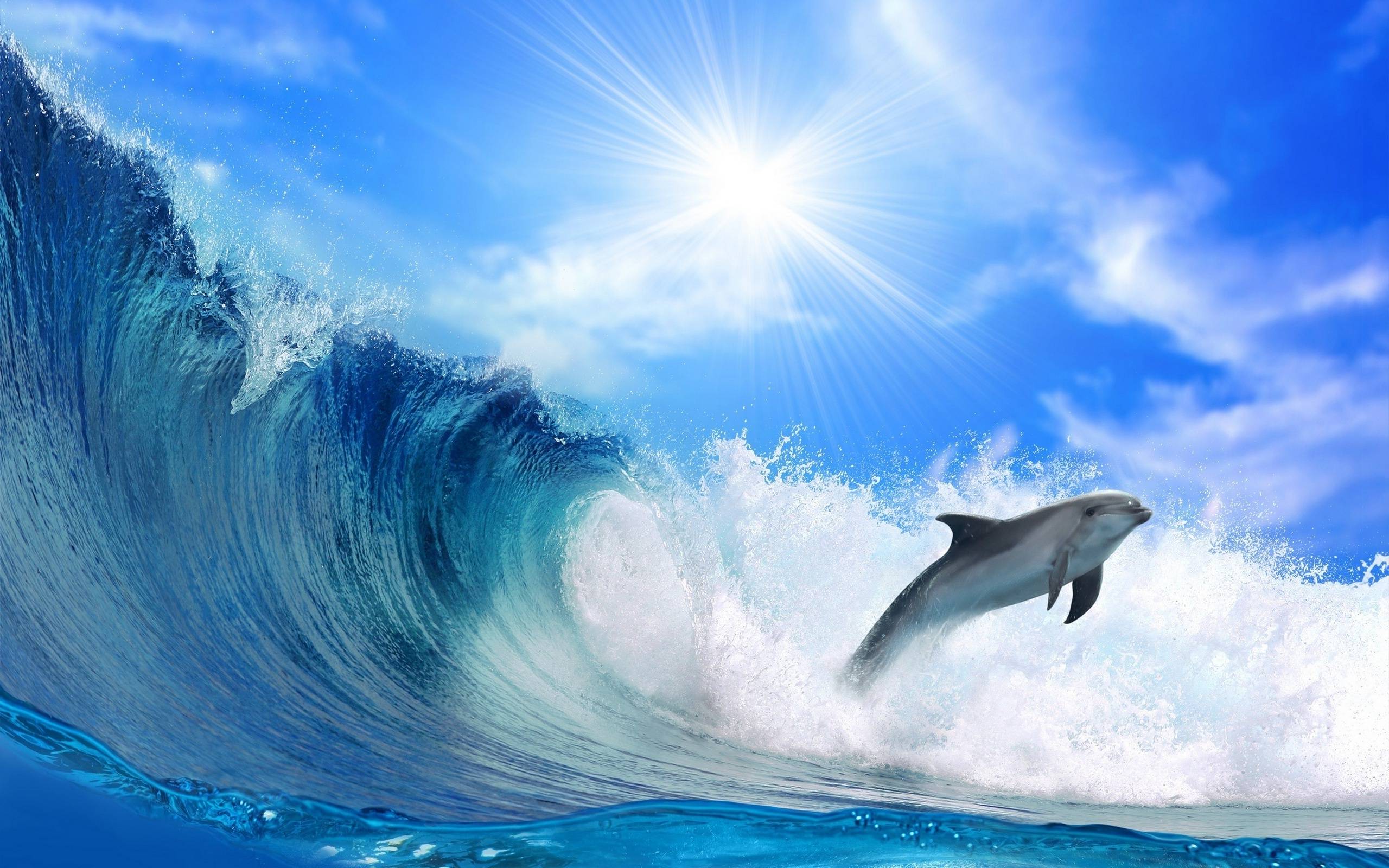 Dolphin in the blue ocean HD Wallpaper