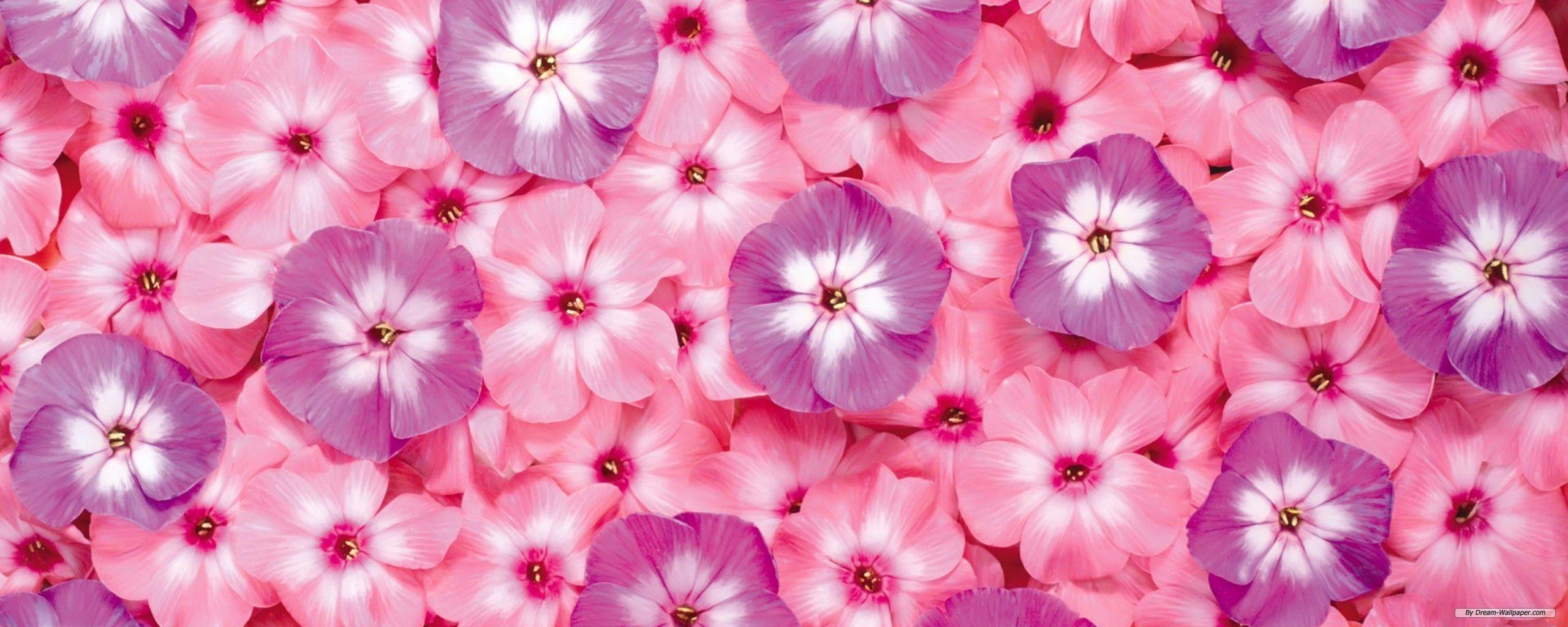 Free Flowers Wallpapers - Wallpaper Cave