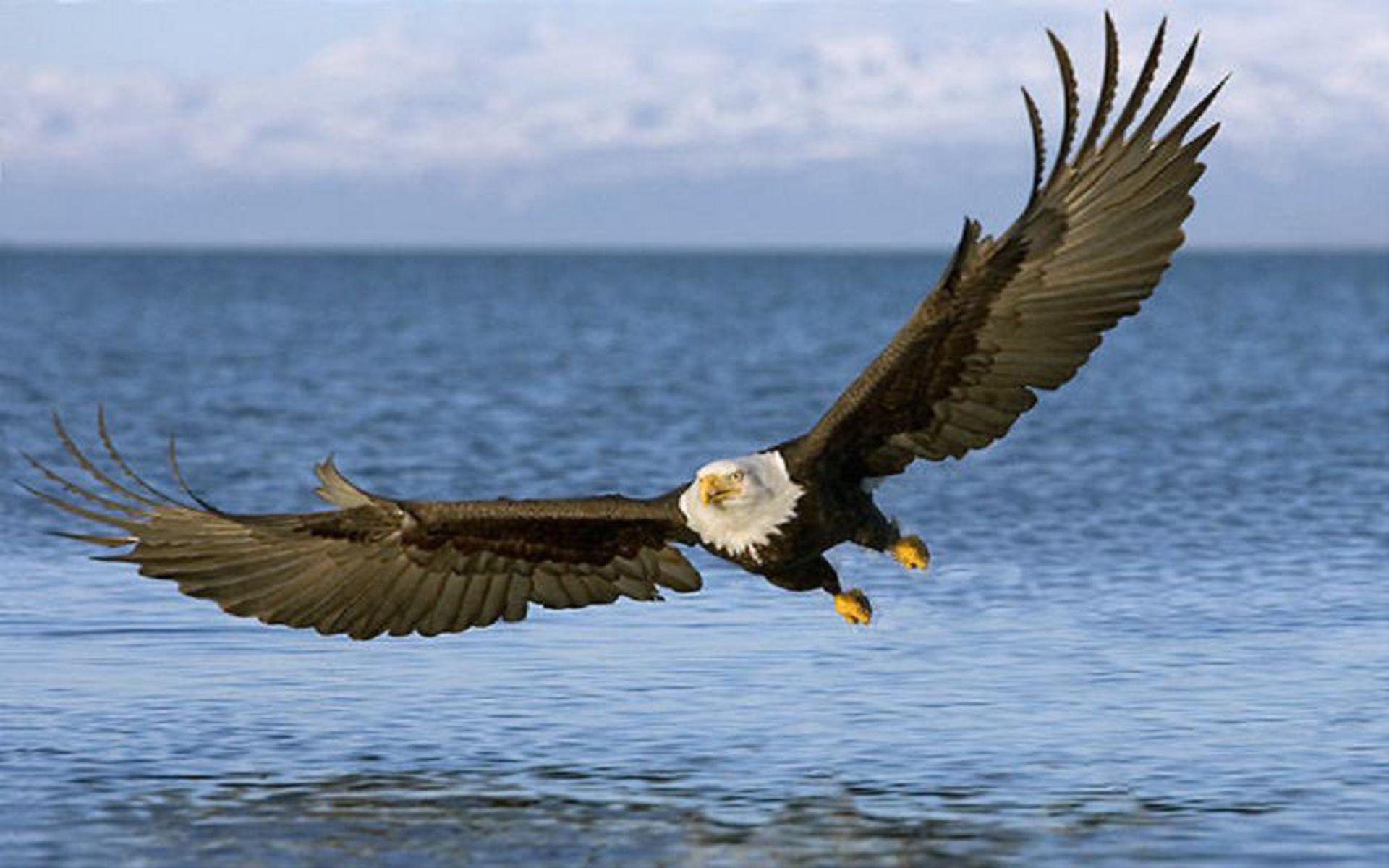 beautiful eagle free background