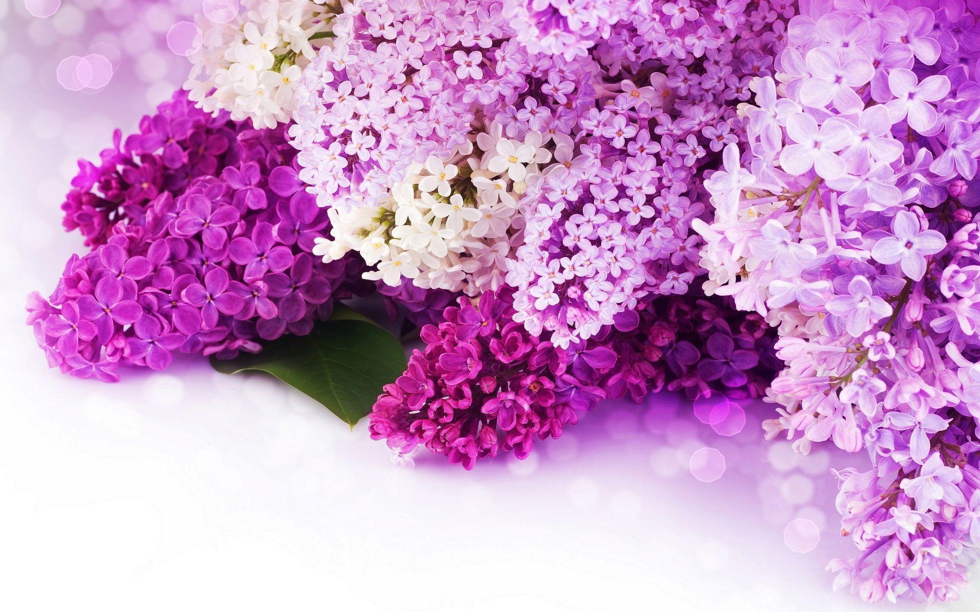 Beautiful Purple Flowers Background Image. Free Download