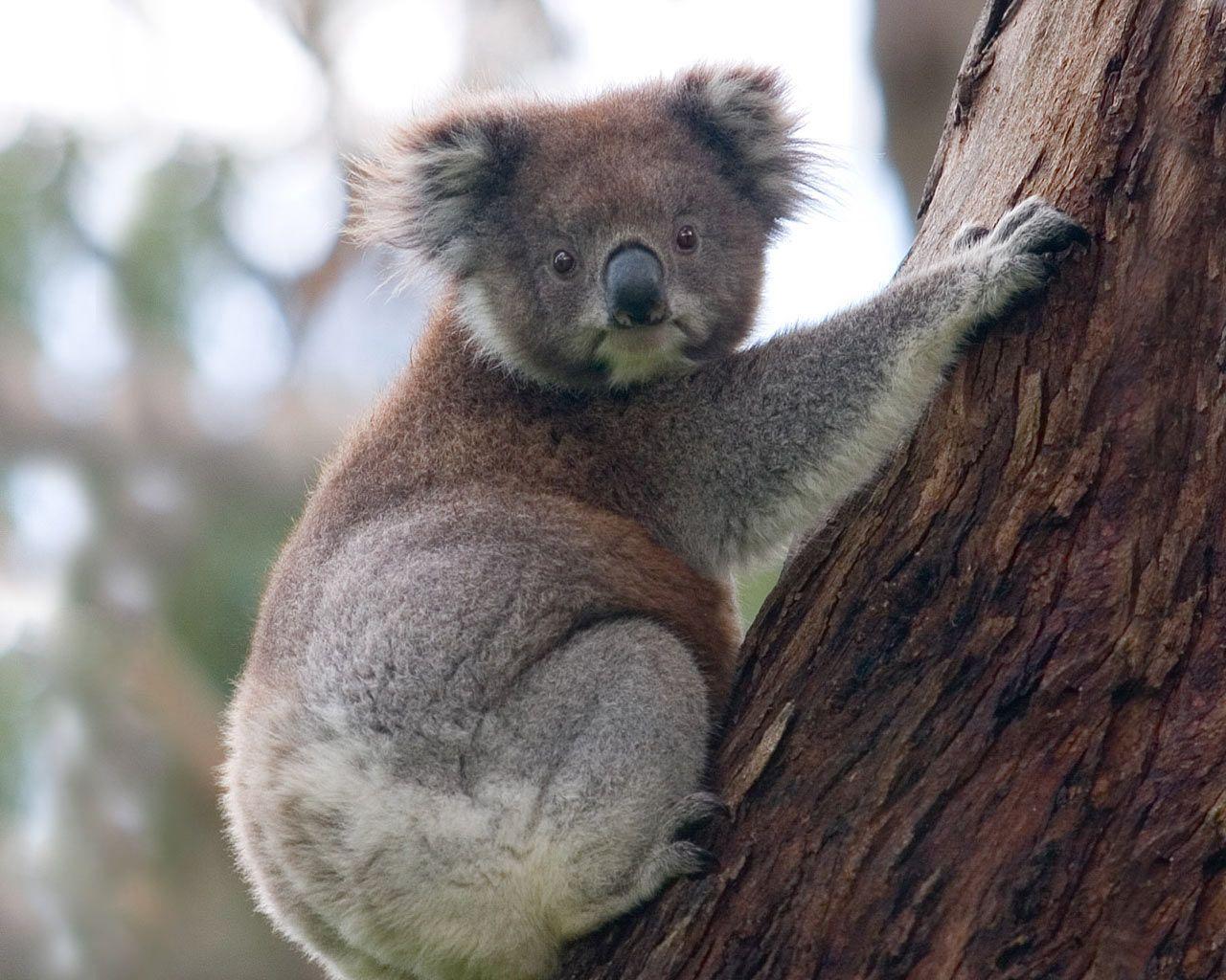 Desktop Wallpaper · Gallery · Animals · Koala Bear. Free