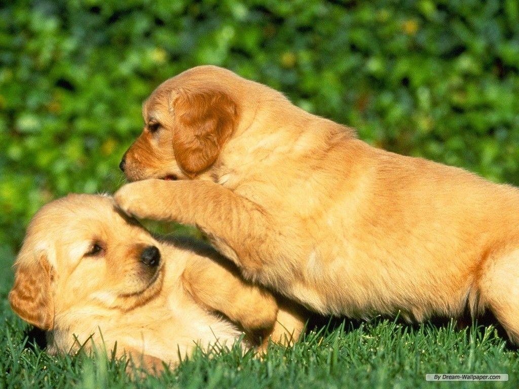 Puppy dog Picture Wallpaper
