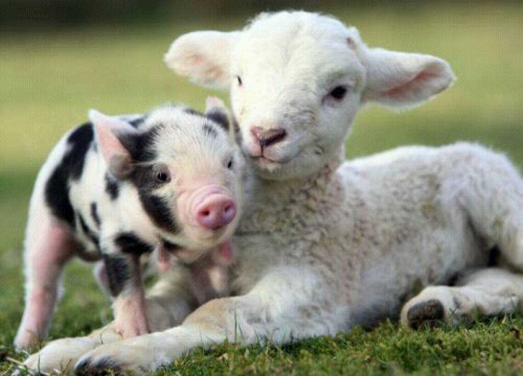 Piglet and Lamb Farm Animals Wallpaper