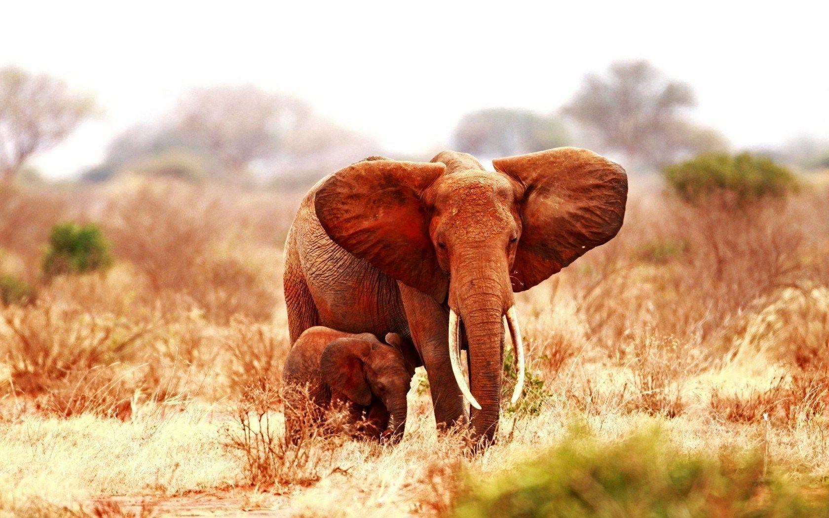 Baby Elephant Wallpapers - Wallpaper Cave - photo#25