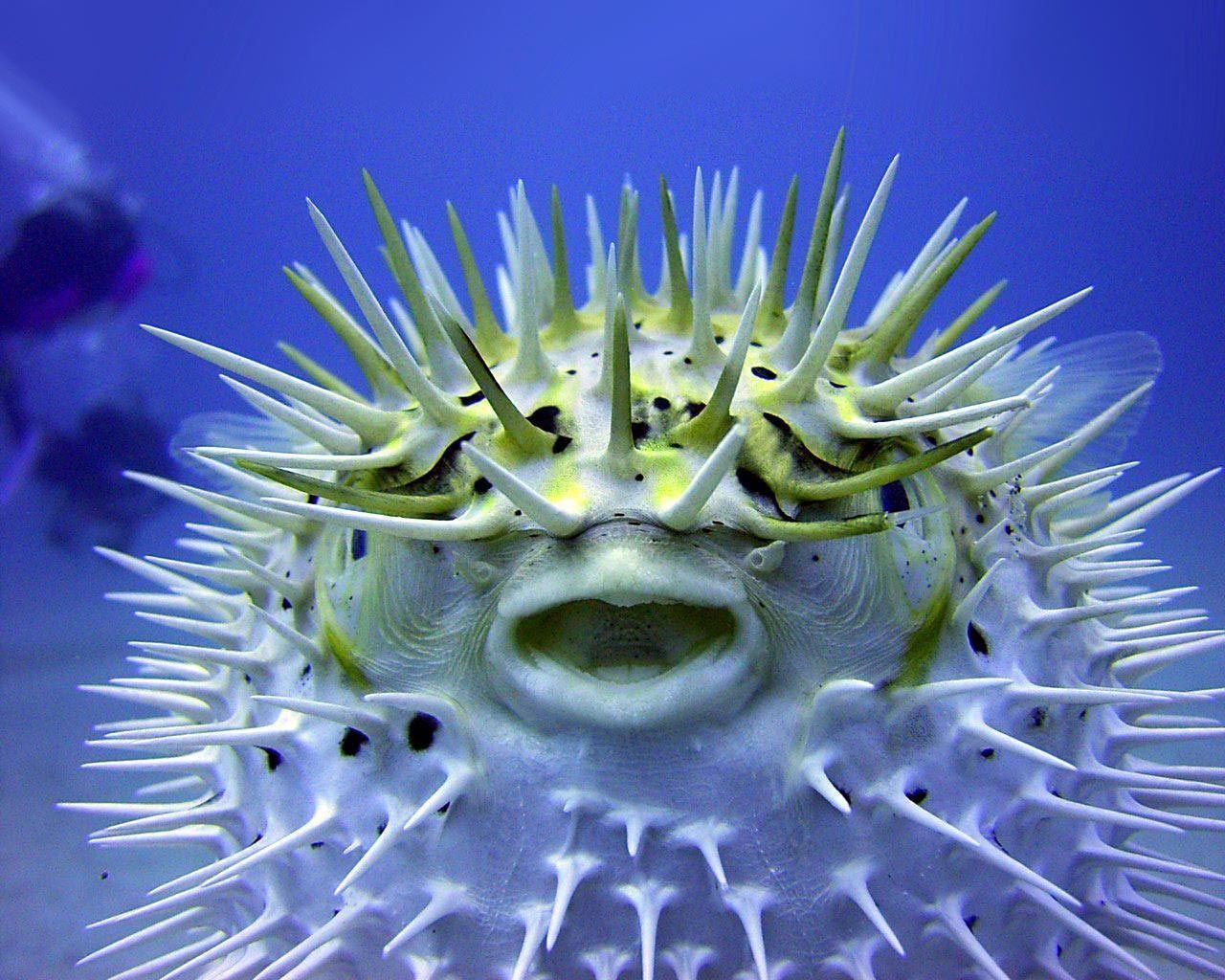 Desktop Wallpaper · Gallery · Animals · The Puffer Fish. Free