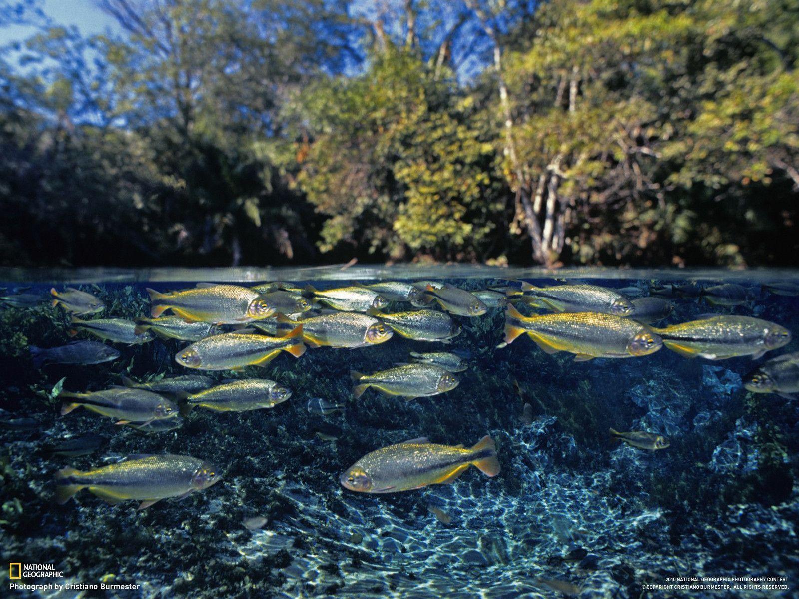 Piraputanga Fish, Brazil